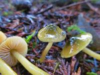 Hygrocybe psittacina var. psittacina image