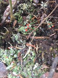 Cladonia cristatella image