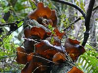 Auricularia cornea image