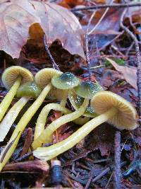 Hygrocybe psittacina var. psittacina image