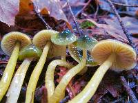 Hygrocybe psittacina var. psittacina image