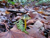 Hygrocybe psittacina var. psittacina image