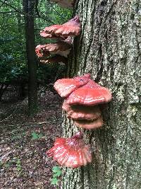 Ganoderma tsugae image