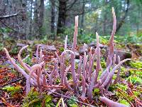 Alloclavaria purpurea image