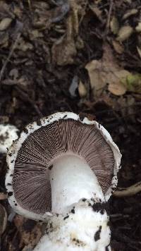 Agaricus bernardii image