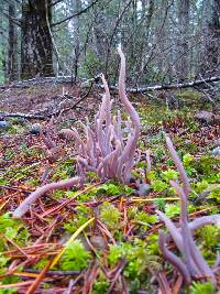 Alloclavaria purpurea image