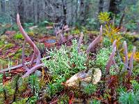 Alloclavaria purpurea image