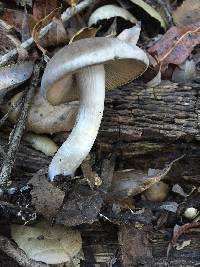 Psathyrella uliginicola image