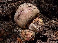 Boletus leptospermi image