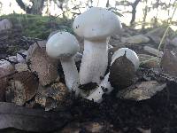 Hygrophorus eburneus image