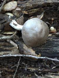 Psathyrella uliginicola image