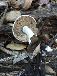 Psathyrella uliginicola image