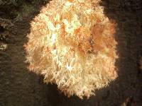 Hericium coralloides image