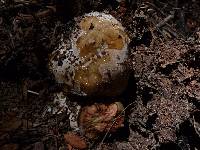 Boletus leptospermi image