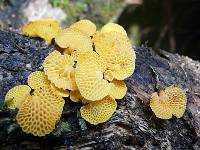 Favolaschia calocera image