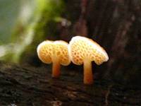 Favolaschia calocera image