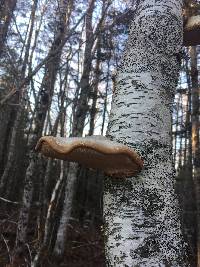 Fomitopsis betulina image