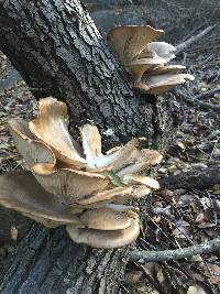 Pleurotus ostreatus image