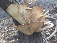 Pleurotus ostreatus image