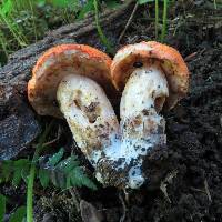 Tylopilus ballouii image