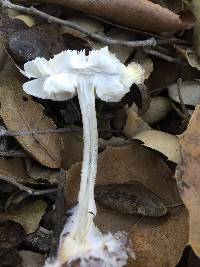 Psathyrella uliginicola image