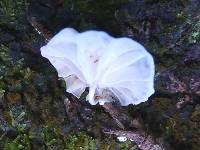 Hemimycena candida image