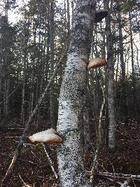 Piptoporus betulinus image