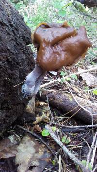 Gyromitra infula image