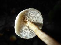 Hypholoma capnoides image