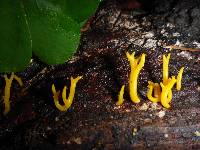 Calocera viscosa image