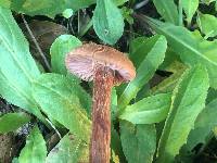 Laccaria amethysteo-occidentalis image