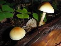 Hypholoma capnoides image