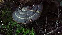 Fomitopsis ochracea image