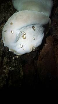 Fomitopsis ochracea image