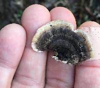 Trametes versicolor image