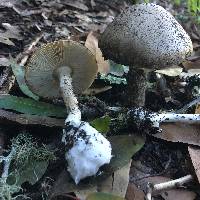 Amanita phalloides image