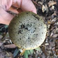 Amanita phalloides image