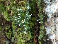 Cladonia peziziformis image