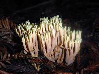 Ramaria apiculata image