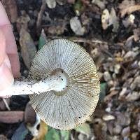 Amanita phalloides image