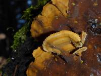 Stereum hirsutum image