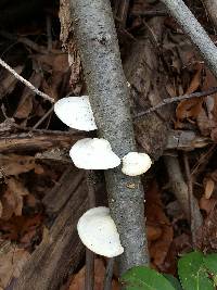 Fomitopsis betulina image