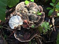 Trametes versicolor image