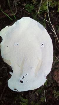 Fomitopsis ochracea image