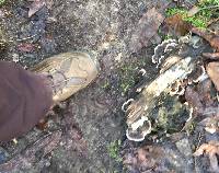 Trametes versicolor image