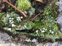 Cladonia peziziformis image