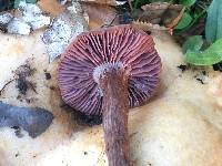 Laccaria amethysteo-occidentalis image