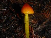 Hygrocybe acutoconica image