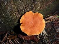 Lactarius rubidus image