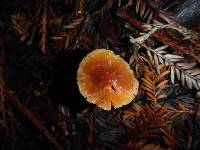 Hygrocybe psittacina var. psittacina image